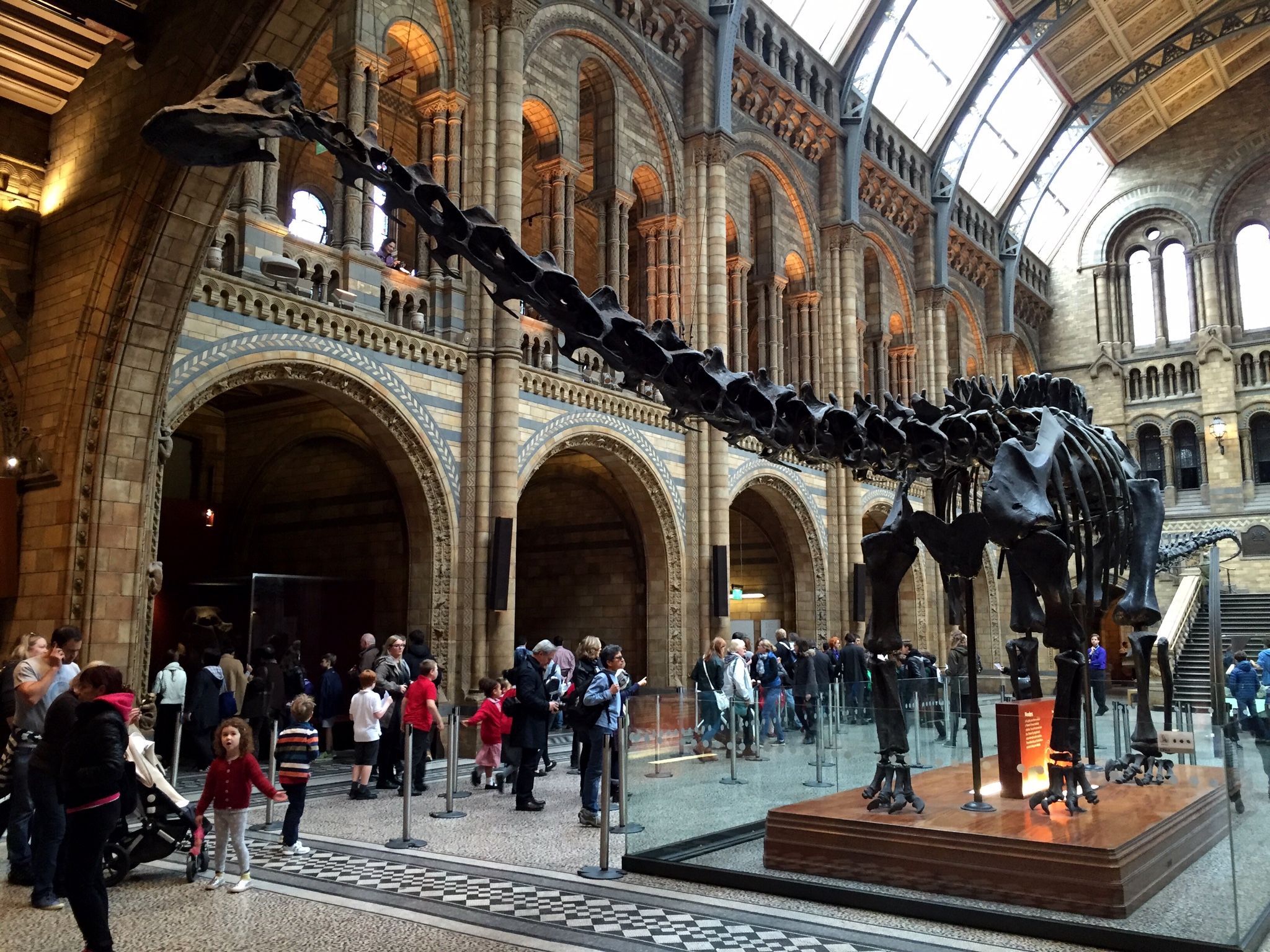 Diplodocus