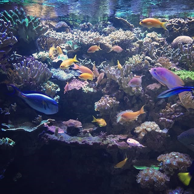 Des poissons tropicaux dans un aquarium