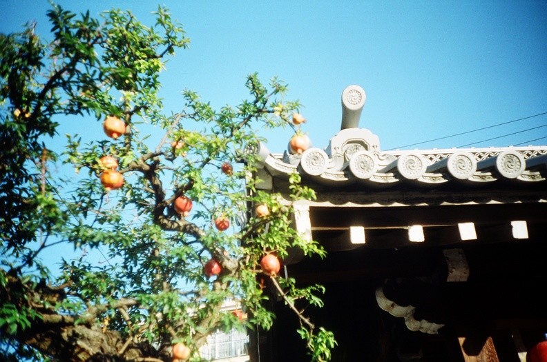 Un arbre portant de petits fruits oranges, devant une porte de temple et, surtout, un grand ciel bleu
